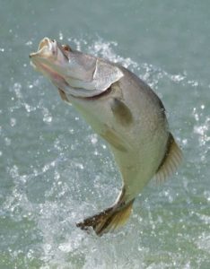 De ce bibanul de mare australian este peștele oceanic perfect pentru români, cu gust și popularitate crescândă